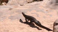 دانلود-مستند-ITV-Australian-Wilderness-with-Ray-Mears