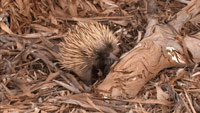 دانلود-مستند-ITV-Australian-Wilderness-with-Ray-Mears