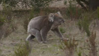 دانلود-مستند-ITV-Australian-Wilderness-with-Ray-Mears