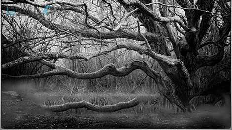 Create-Stunning-Black-&-White-Images-with-Nik-Silver-Efex-Cover