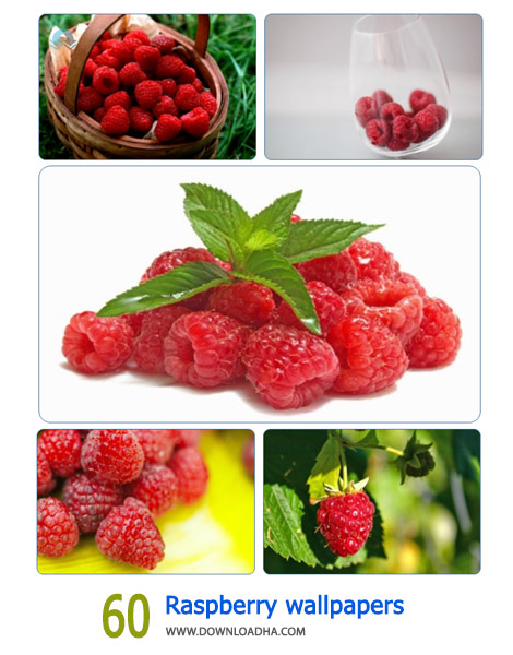 60-Raspberry-wallpapers-Cover