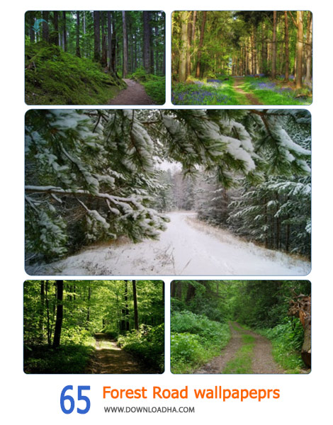 65-Forest-Road-wallpapeprs-Cover