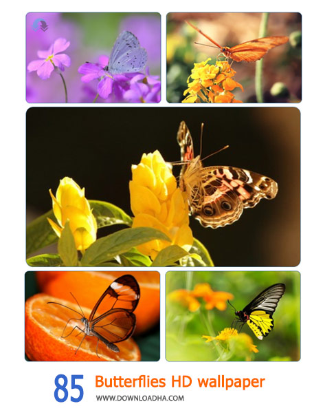 85-Butterflies-HD-wallpaper-Cover