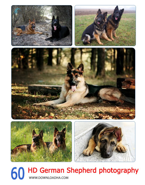60-HD-German-Shepherd-photography-Cover