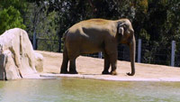 دانلود-مستند-BBC-Horizon-Should-We-Close-Our-Zoos