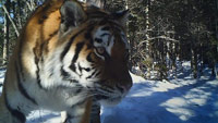 دانلود-مستند-BBC-Operation-Snow-Tiger