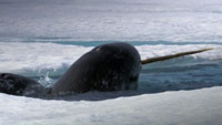 دانلود-مستند-PBS-Nova-Extreme-Animal-Weapons