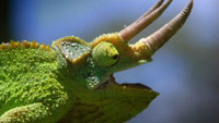 دانلود-مستند-PBS-Nova-Extreme-Animal-Weapons