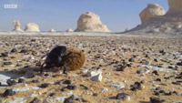 دانلود-مستند-Natural-Curiosities