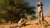 دانلود-مستند-BBC-Animals-with-Cameras