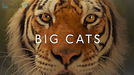 دانلود-مستند-BBC-Big-Cats