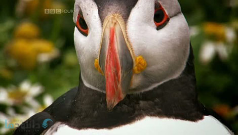 دانلود-مستند-BBC-Birds-Britannia