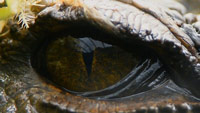 دانلود-مستند-BBC-Attenborough-and-the-Sea-Dragon