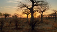 دانلود-مستند-BBC-Big-Cats