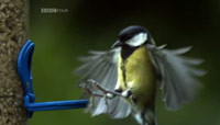 دانلود-مستند-BBC-Birds-Britannia