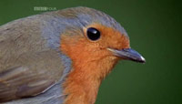 دانلود-مستند-BBC-Birds-Britannia