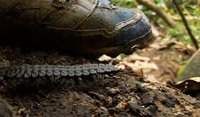 دانلود-مستند-Expedition-Borneo