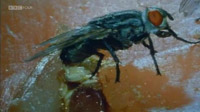 دانلود-مستند-Insect-Worlds