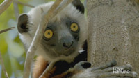 دانلود-مستند-Land-of-Gremlins