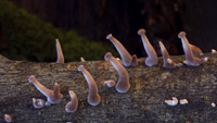 دانلود-مستند-The-Kingdom-How-Fungi-Made-Our-World