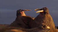 دانلود-مستند-Wild-Alaska-Live