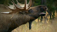 دانلود-مستند-Wild-Alaska-Live