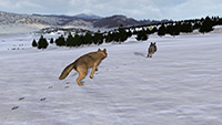 Wolfquest-screenshots