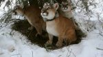 اسکرین-شات-Mountain-Lions-Big-Cats-in-High-Places