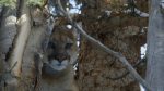 اسکرین-شات-Mountain-Lions-Big-Cats-in-High-Places
