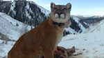 اسکرین-شات-Mountain-Lions-Big-Cats-in-High-Places