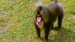 اسکرین-شات-Mysteries-of-Evolution