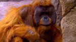 اسکرین-شات-Mysteries-of-Evolution