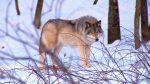 اسکرین-شات-Mysteries-of-Evolution