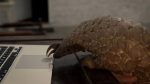 اسکرین-شات-Pangolins-The-World's-Most-Wanted-Animal