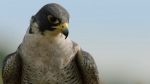 اسکرین-شات-Super-Fast-Falcon