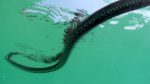اسکرین-شات-The-Secret-Life-of-Snakes