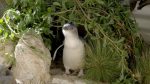 اسکرین-شات-Wild-Birds-of-Australia
