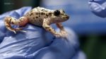 اسکرین-شات-BBC-Can-Science-Make-Me-Perfect