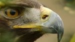 اسکرین-شات-BBC-Springwatch