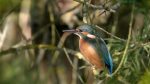 اسکرین-شات-BBC-Springwatch