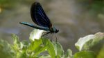 اسکرین-شات-BBC-Springwatch