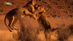 اسکرین-شات-National-Geographic-Vanishing-Kings
