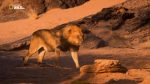 اسکرین-شات-National-Geographic-Vanishing-Kings
