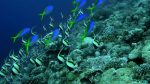 اسکرین-شات-Smithsonian-Earth-Great-Blue-Wild