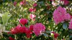 اسکرین-شات-The-Wonder-of-Weeds