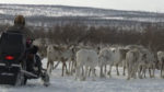 اسکرین-شات-All-Aboard-The-Great-Reindeer-Migration