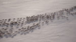 اسکرین-شات-All-Aboard-The-Great-Reindeer-Migration