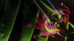 اسکرین-شات-Kingdom-of-Plants