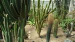 اسکرین-شات-Kingdom-of-Plants