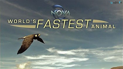 دانلود-مستند-NOVA-Worlds-Fastest-Animal-2018